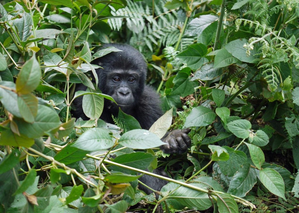 Bwindi Impenetrable National Park, gorilla, mountain gorilla, 
