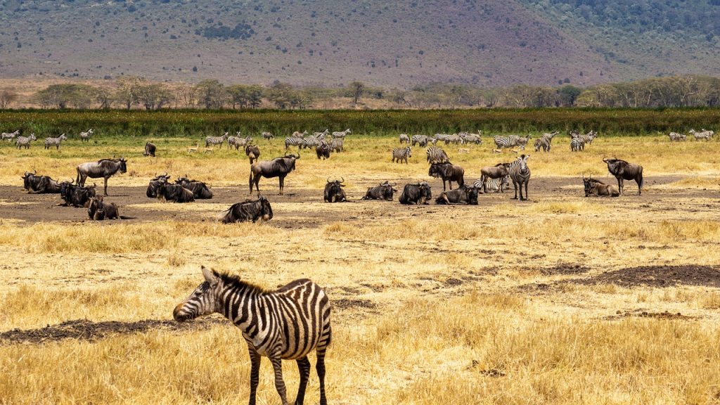 Ngorongoro National Park
