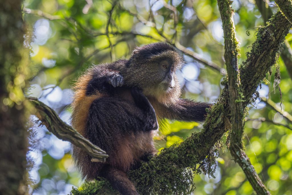 Golden monkey in Nyungwe Forest National Park
